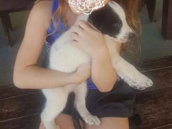 Cachorro ra a vira lata idade Abaixo de 2 meses nome ainda sem nome