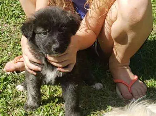 Cachorro ra a vira lata idade Abaixo de 2 meses nome ainda sem nome