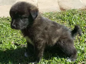 Cachorro raça vira lata idade Abaixo de 2 meses nome ainda sem nome