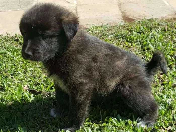 Cachorro ra a vira lata idade Abaixo de 2 meses nome ainda sem nome
