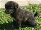 Cachorro raça vira lata idade Abaixo de 2 meses nome ainda sem nome