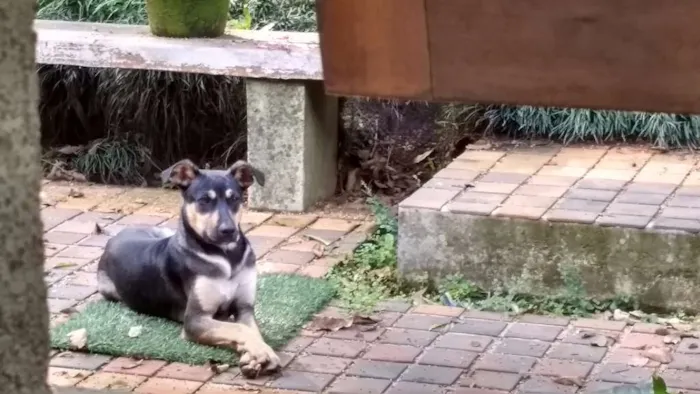 Cachorro ra a SRD idade 7 a 11 meses nome Twiggy