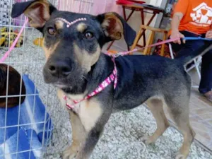 Cachorro raça SRD idade 7 a 11 meses nome Twiggy