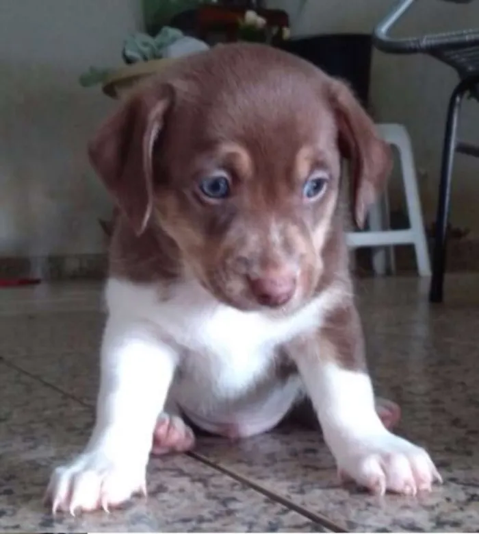 Cachorro raça vira-lata idade 2 a 6 meses nome Nome a definir