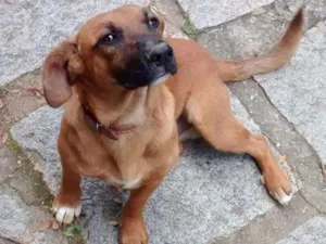 Cachorro raça SRD idade 7 a 11 meses nome Scooby doo