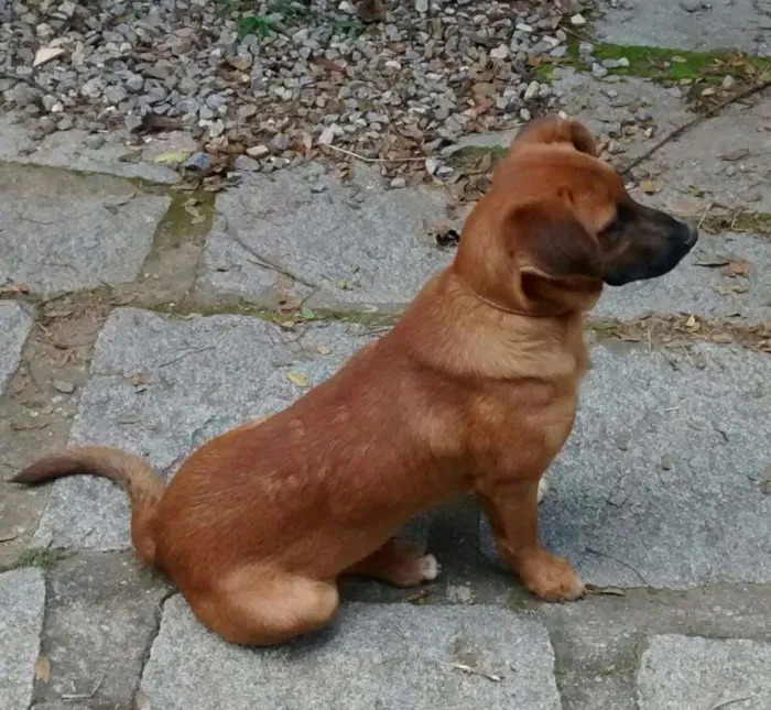 Cachorro raça SRD idade 7 a 11 meses nome Scooby doo