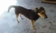 nego