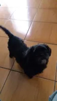 sofia