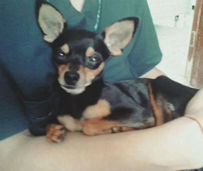 Cachorro ra a pinscher idade 2 anos nome Nick GRATIFICA