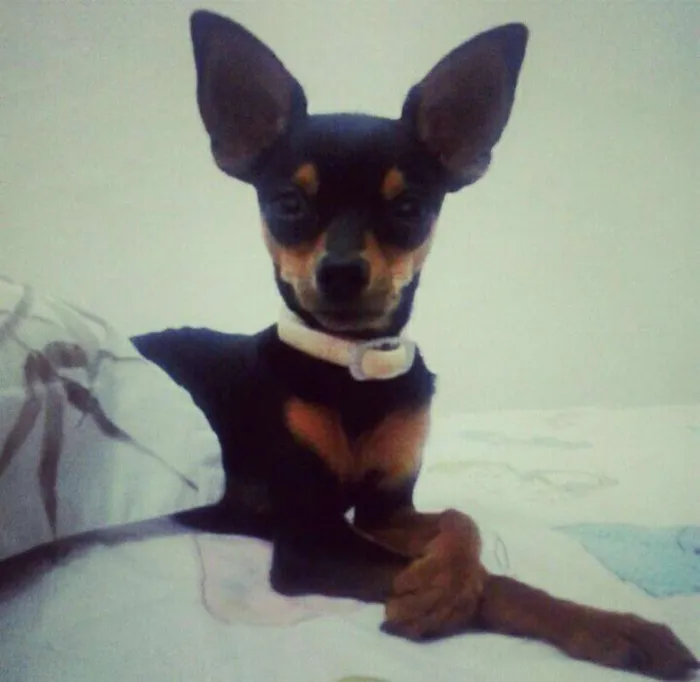 Cachorro ra a pinscher idade 2 anos nome Nick GRATIFICA