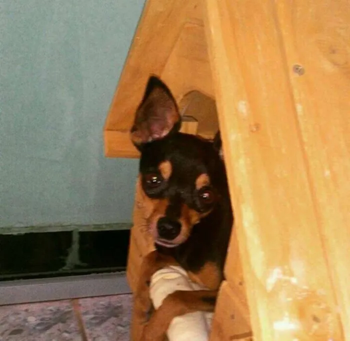 Cachorro ra a pinscher idade 2 anos nome Nick GRATIFICA