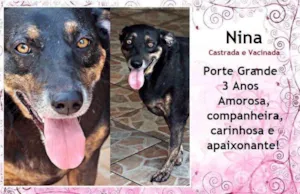 Cachorro raça SRD idade 3 anos nome Nina
