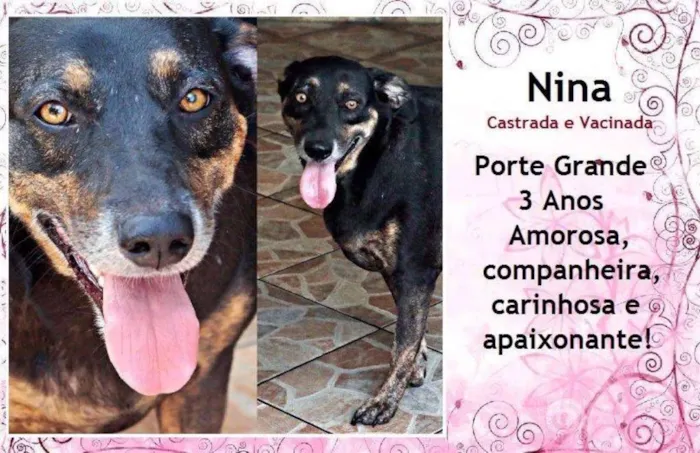 Cachorro ra a SRD idade 3 anos nome Nina