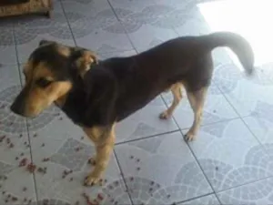 Cachorro raça vira lata idade 6 ou mais anos nome nego