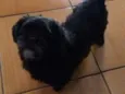 sofia