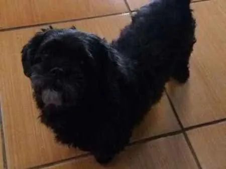 Cachorro ra a shitsu idade 6 ou mais anos nome sofia