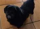 Cachorro raça shitsu idade 6 ou mais anos nome sofia