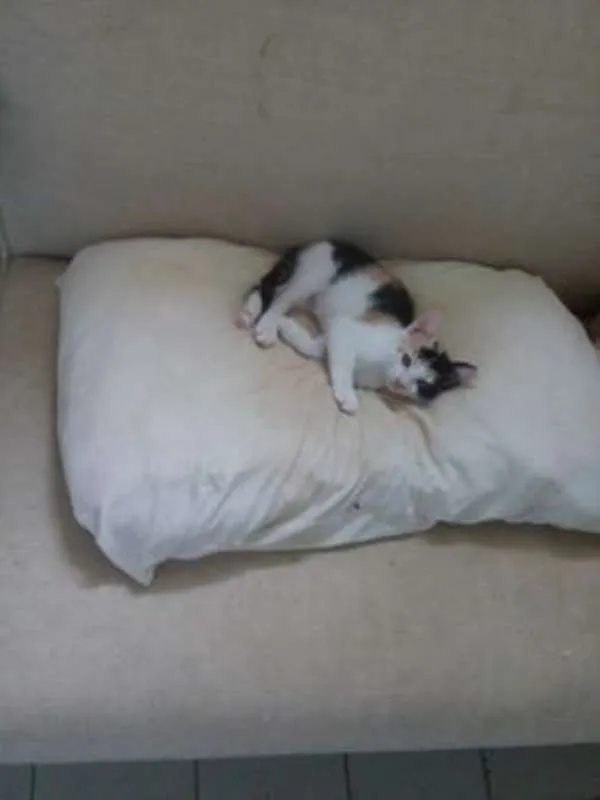 Gato raça  idade 2 a 6 meses nome ninha