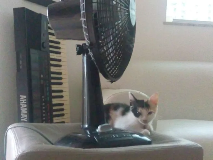 Gato raça  idade 2 a 6 meses nome ninha