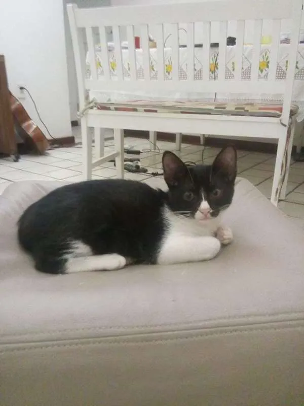 Gato raça  idade 2 a 6 meses nome Rada