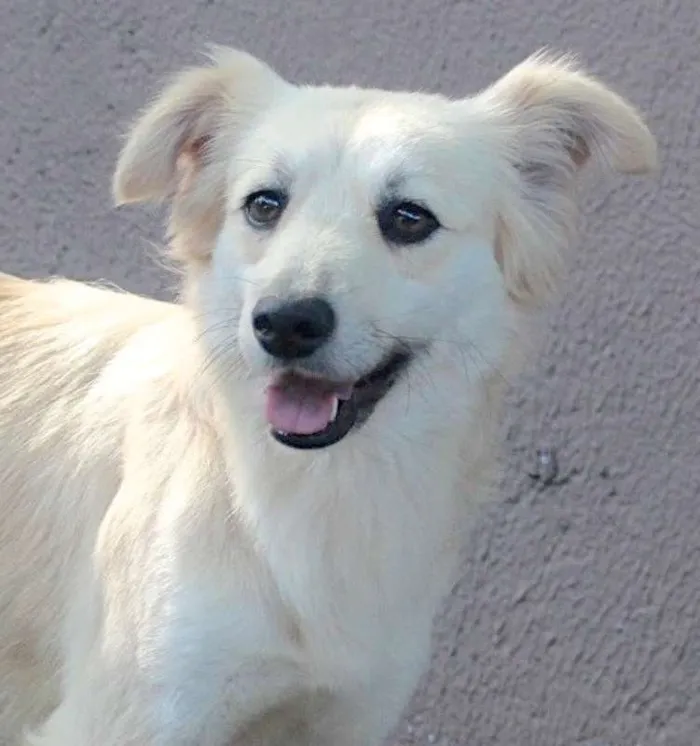 Cachorro ra a  idade 3 anos nome Angel