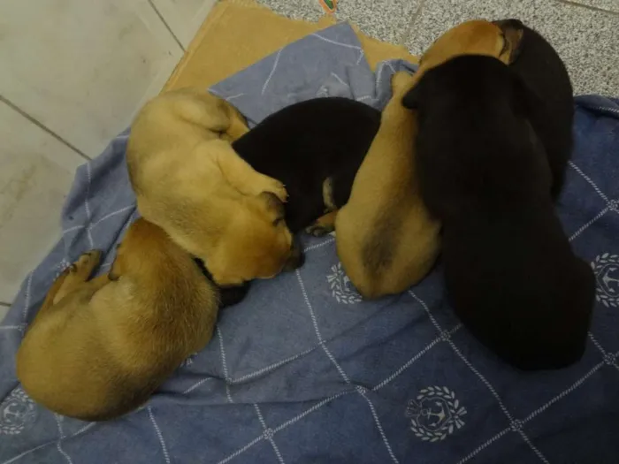 Cachorro ra a SRD idade Abaixo de 2 meses nome Filhotes