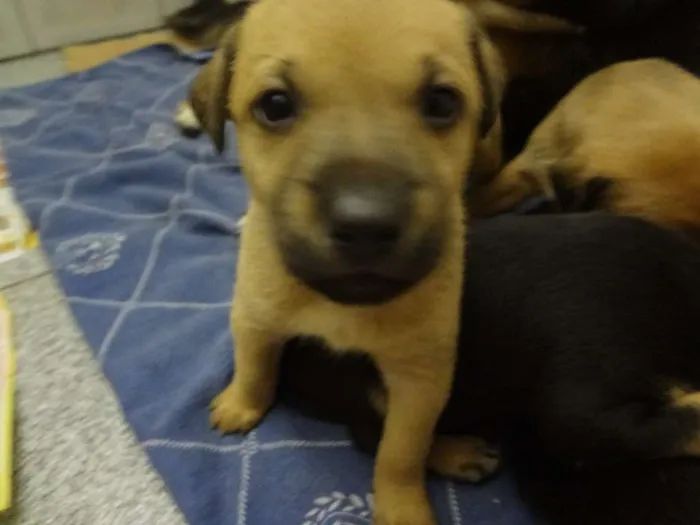 Cachorro ra a SRD idade Abaixo de 2 meses nome Filhotes
