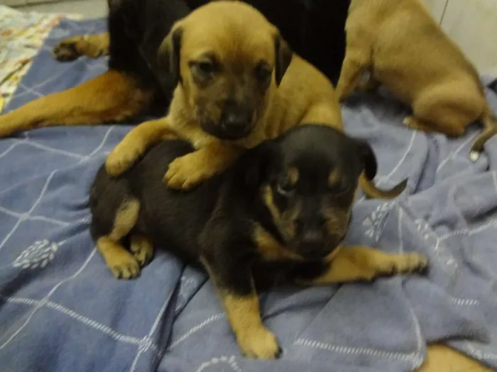 Cachorro ra a SRD idade Abaixo de 2 meses nome Filhotes