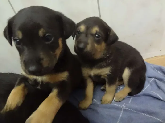 Cachorro ra a SRD idade Abaixo de 2 meses nome Filhotes