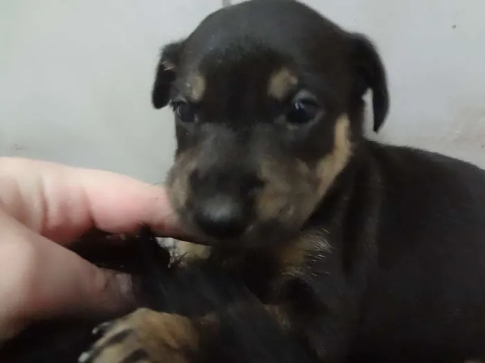 Cachorro ra a SRD idade Abaixo de 2 meses nome Filhotes