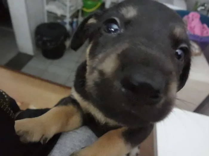 Cachorro ra a SRD idade Abaixo de 2 meses nome Filhotes