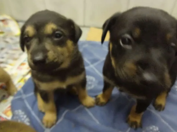 Cachorro ra a SRD idade Abaixo de 2 meses nome Filhotes