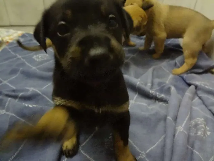 Cachorro ra a SRD idade Abaixo de 2 meses nome Filhotes