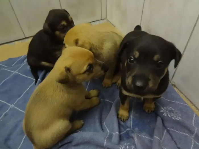 Cachorro ra a SRD idade Abaixo de 2 meses nome Filhotes