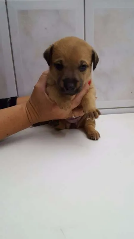 Cachorro ra a SRD idade Abaixo de 2 meses nome Filhotes
