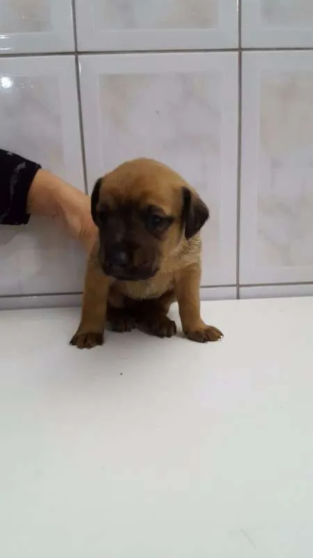Cachorro ra a SRD idade Abaixo de 2 meses nome Filhotes