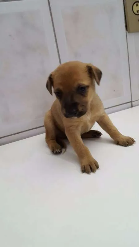 Cachorro ra a SRD idade Abaixo de 2 meses nome Filhotes