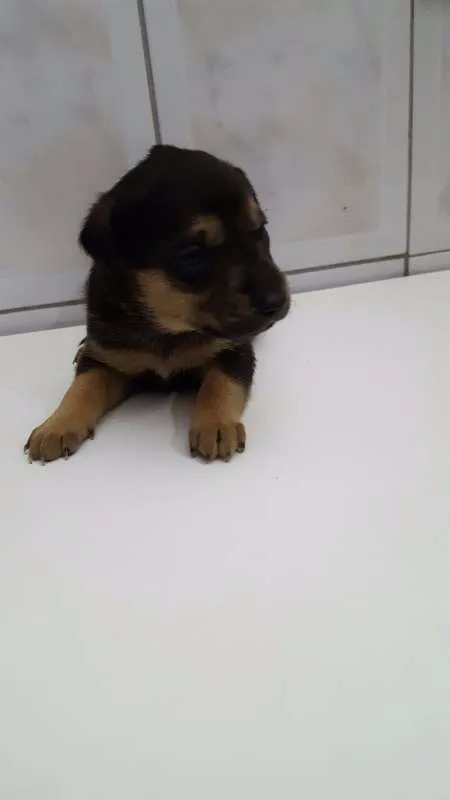 Cachorro ra a SRD idade Abaixo de 2 meses nome Filhotes