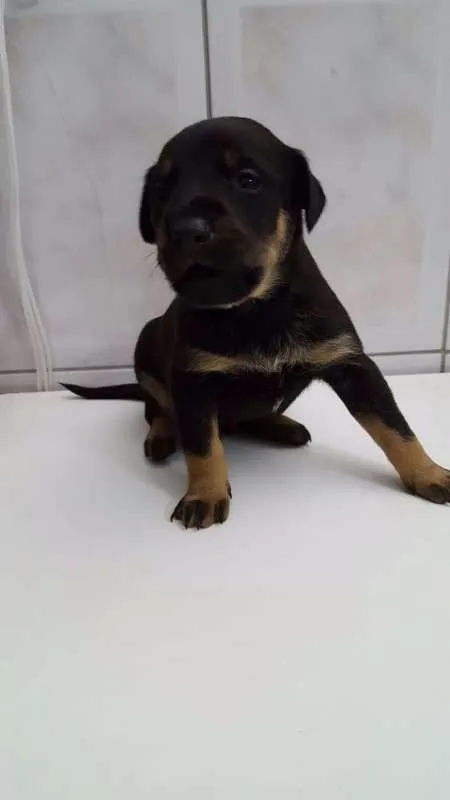 Cachorro ra a SRD idade Abaixo de 2 meses nome Filhotes