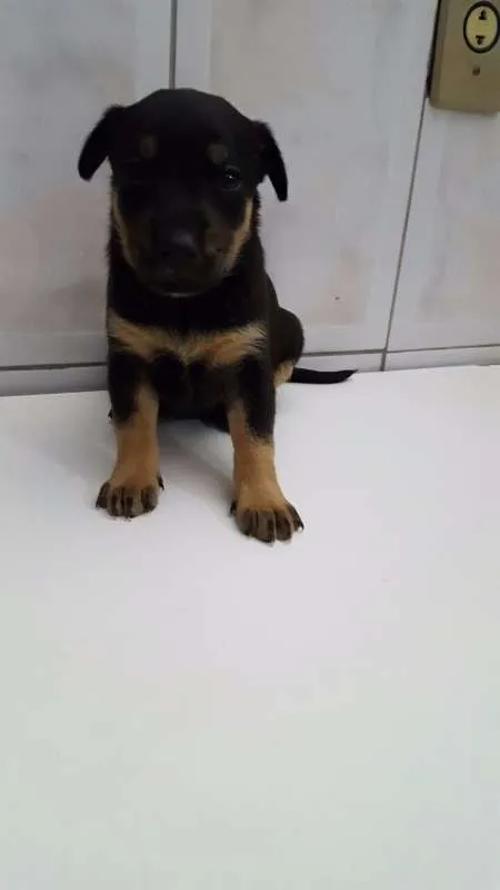 Cachorro ra a SRD idade Abaixo de 2 meses nome Filhotes