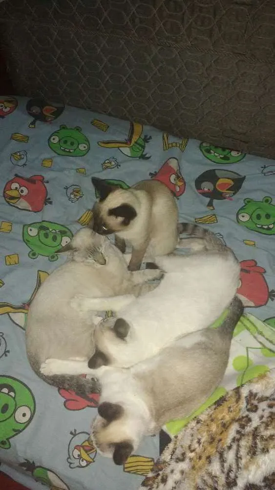 Gato ra a Srd idade 2 a 6 meses nome Túlio e meribast