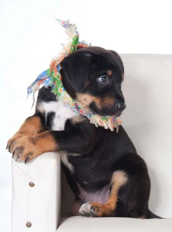 Cachorro ra a SRD idade Abaixo de 2 meses nome Scooby