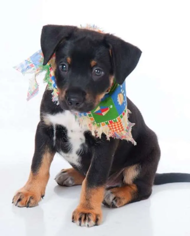 Cachorro ra a SRD idade Abaixo de 2 meses nome Scooby