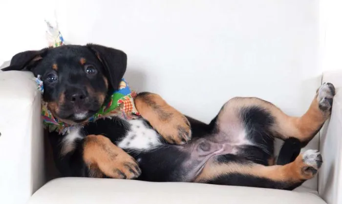 Cachorro ra a SRD idade Abaixo de 2 meses nome Scooby