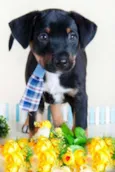 Scooby