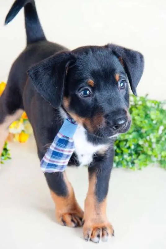 Cachorro ra a SRD idade Abaixo de 2 meses nome Scooby