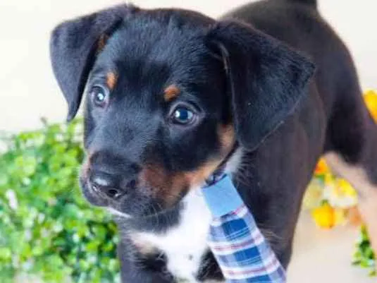 Cachorro ra a SRD idade Abaixo de 2 meses nome Scooby