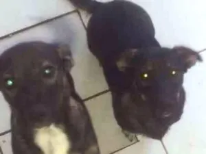 Cachorro raça Mestiça idade 2 a 6 meses nome Meg