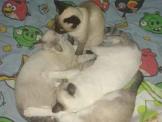 Gato ra a Srd idade 2 a 6 meses nome Túlio e meribast