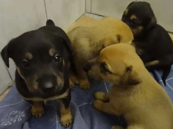 Cachorro ra a SRD idade Abaixo de 2 meses nome Filhotes